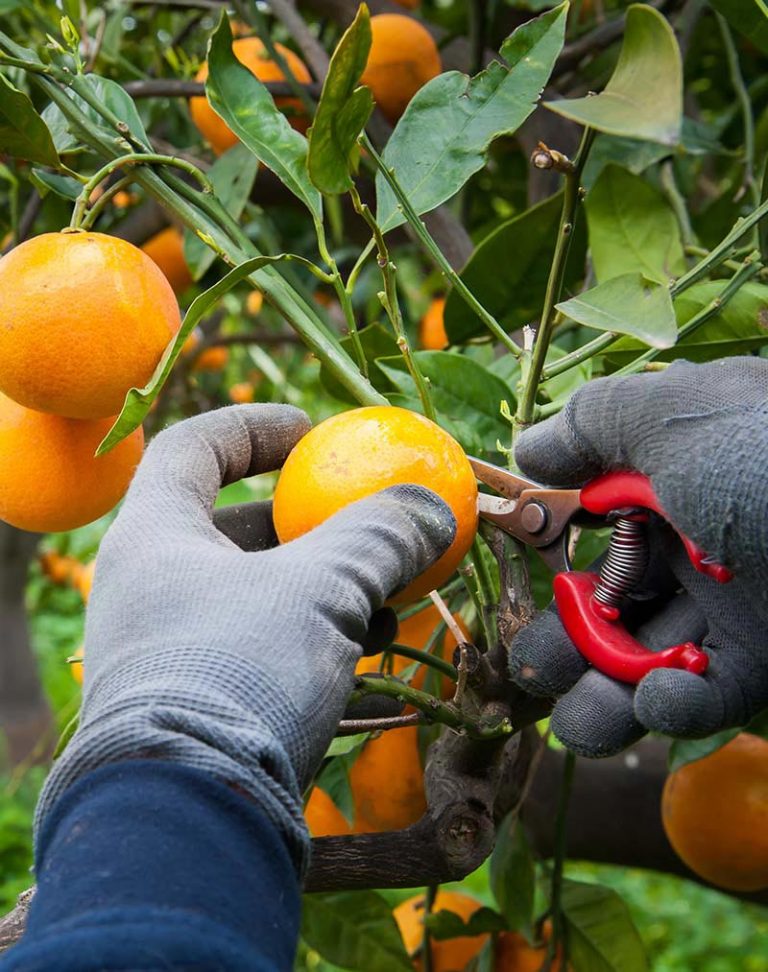Our Story, HomeMaker Juice, Pure Florida Orange Juice